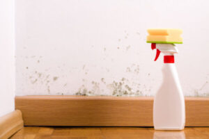 Testing mould infestation