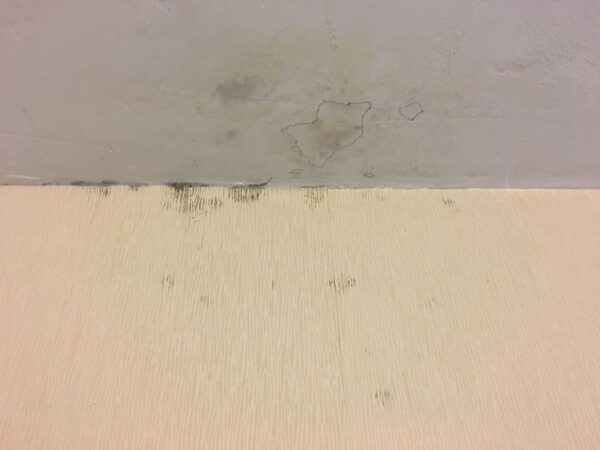 Mesurer la moisissure Infestation