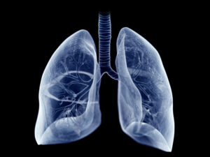 Lunge 3D Bild